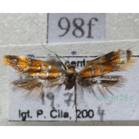 Promalactis procerella (Denis & Schiffermüller, 1775) Czech98f